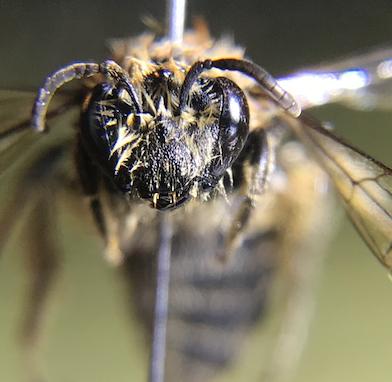 Colletes sp.